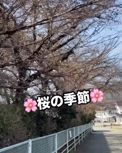 桜の季節！