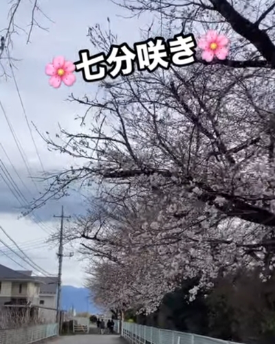 七分咲き！