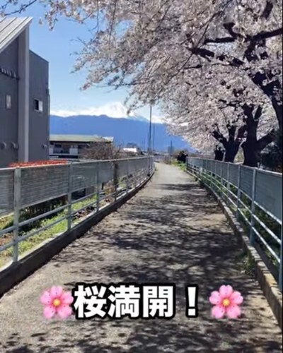 桜満開！